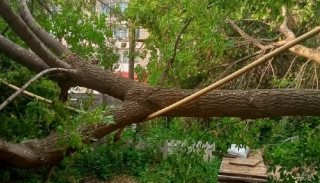 В Саратове дерево упало на газовую трубу, аварийные службы бездействуют