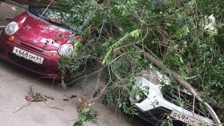 Упавшая ветка дерева повредила две иномарки во дворе дома на набережной