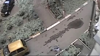 В Саратове неизвестный украл с клумбы цветущую герань. Видео
