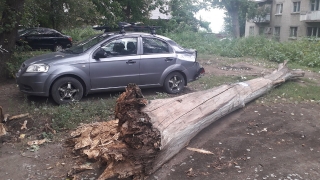 На Высокой упавшее дерево раздавило иномарку