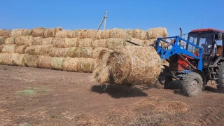 Более 80 саратовских осужденных задействованы в уборке урожая