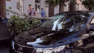 В центре Саратова ветка дерева пробила лобовое стекло иномарки