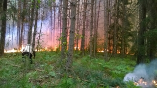 Под Энгельсом сгорело полгектара леса