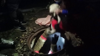 Спасатели достали собаку из трехметрового колодца на Чапаева
