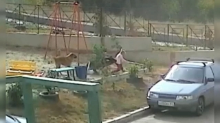 В Саратове на детской площадке собаки напали на 5-летнюю девочку. Реакция СУ СКР