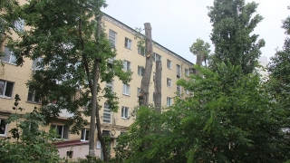 В Саратове планируют спилить еще более 75 деревьев