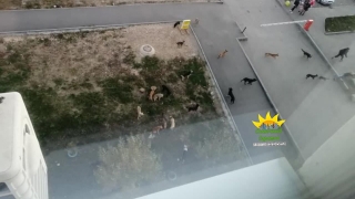 В Солнечном стая собак напала на подростка