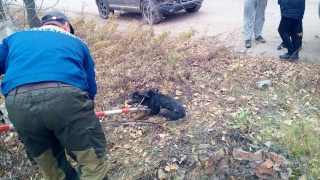 Спасатели вытащили собаку из двухметрового колодца