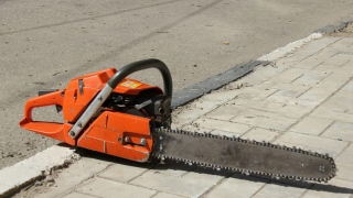 В Саратове вырубят еще 55 деревьев. Список адресов