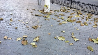 Саратовцев ждет ветреная пятница
