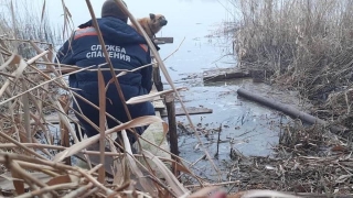 Собаку привязали и бросили у реки. На помощь пришли спасатели