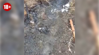 В Саратове заживо сожгли щенка. На место выезжали "скорая" и полиция