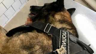В Саратове служебный пес искал взрывчатку в суде. Джек погиб