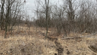 В посадках Заводского района найден труп неизвестного