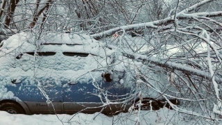 Снегопад в Саратове. Во дворе 9-этажки на легковушку рухнуло дерево
