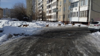 Выделение миллионных грантов зоозащитникам вызвало споры в облдуме
