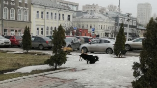 Бродячие собаки испражняются под окнами саратовской мэрии и облдумы