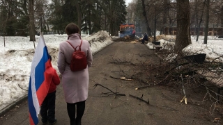 В саратовских "Липках" начали пилить деревья. Мэрия ссылается на "ветер" и "грибы"