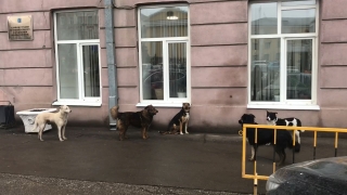 Читатели: ответственность за нападения собак на саратовцев должен нести мэр