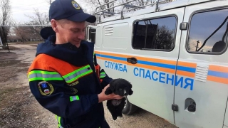 Спасатели вытащили щенков из колодца