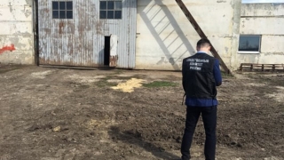 В саратовском КФХ ремонтник упал с лестницы и разбился насмерть