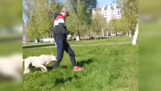 Очевидец: в Энгельсе агрессивные собаки нападают на прохожих