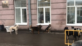 Мэрия выплатит покусанному бродячей собакой ребенку 20 тысяч рублей