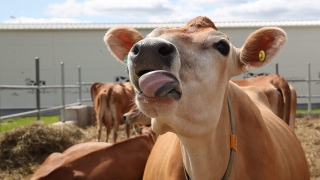 Просроченные продукты направят на корм для животных