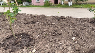 Чиновники о краже роз с городской площади: "Надеемся, станет стыдно"