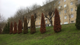 В Саратове хотят вырубить еще больше сотни деревьев. Набережная в списке