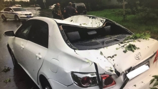 В Балашове на "Тойоту" упало дерево. Пострадала женщина