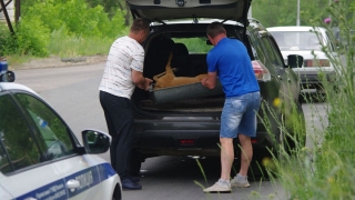 Очевидец: в Саратове косуля убегала от бродячих собак и бросилась под колеса