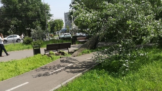 Упавшее дерево перегородило бульвар имени Рахова