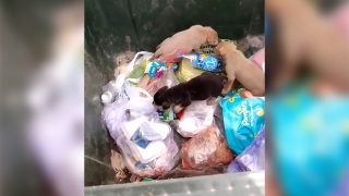 В Саратове дети нашли живых щенков в мусорном баке