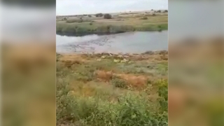 Сотни сайгаков переплыли реку и полдня бегали по саратовскому селу