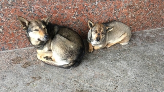 В Балашове собака покусала восьмилетнего ребенка