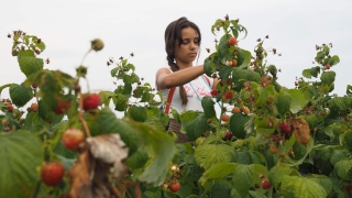 Производители ягод допустили снижение урожая на 30-50%