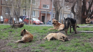 Саратовец отсудил у "Дорстроя" 20 тысяч за нападение бродячей собаки