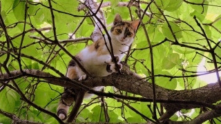 Саратовец пытался снять кошку с дерева и сорвался с высоты второго этажа