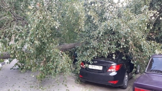 На Большой Затонской дерево упало на две машины. Водитель чудом не пострадал
