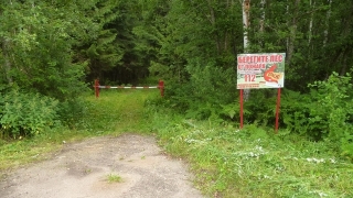 В России отмечается День работников леса