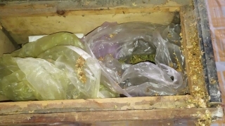 Саратовец хранил во дворе несколько коробок с марихуаной
