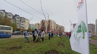 Пятьдесят тысяч деревьев - городам "Т Плюс"