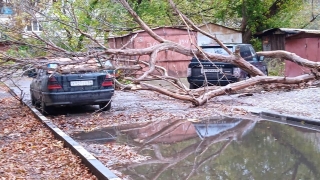 Во дворе пятиэтажек в Заводском районе "удачно" рухнуло дерево
