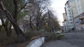 Ветер в Саратове за ночь повалил 10 деревьев