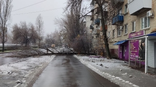 В Ленинском районе дерево упало на тротуар и дорогу