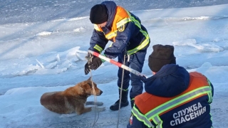 В Балакове спасли вмерзшую в лед бездомную собаку