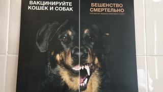 В Саратовской области в два раза снизился уровень заболеваемости бешенством