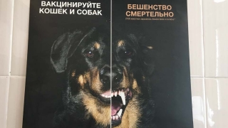 Бешеная собака отправила на карантин деревню под Саратовом