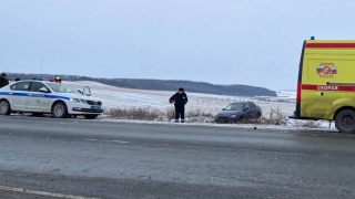 После ДТП под Татищевом лошади убежали в поле